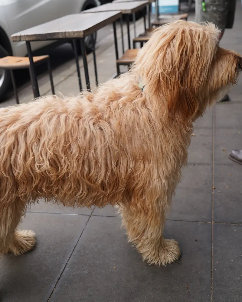 A dog waiting by the outside tables