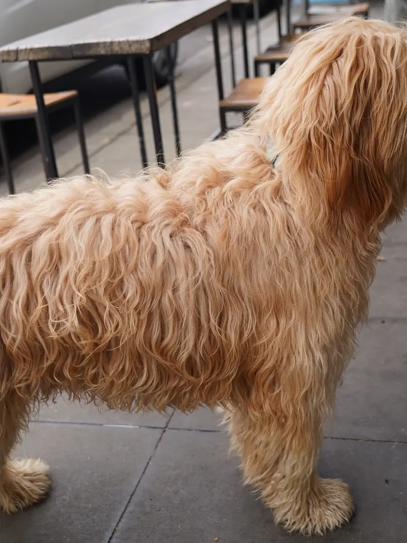 A dog waiting by the outside tables